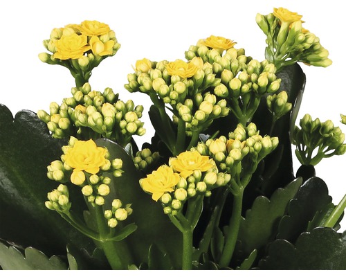 Gros plan sur des fleurs de Kalanchoe jaunes