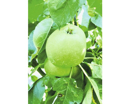 Pommier colonnaire Bio FloraSelf Bio Malus domestica 'Green Fink' H 130-150 cm Co 7,5 L