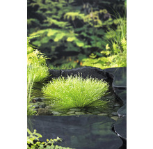 Scirpe incliné FloraSelf Scirpus cernuus h 10-30 cm Co 3 l