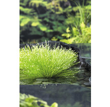 Scirpe incliné FloraSelf Scirpus cernuus h 10-30 cm Co 3 l