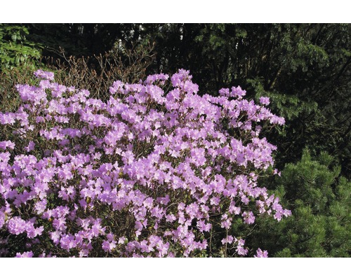 Blühender Rhododendron im Garten