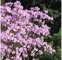 Rhododendron FloraSelf Rhododendron carolinianum 'P.J. Mezitt' H 30-40 cm-thumb-2