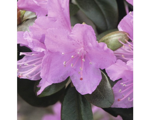 Rhododendron FloraSelf Rhododendron carolinianum 'P.J. Mezitt' H 30-40 cm