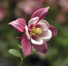 Nahaufnahme einer Akelei Blüte