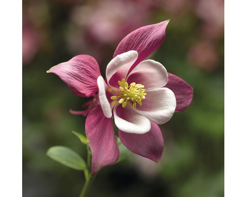 Nahaufnahme einer Akelei Blüte