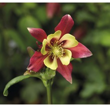 Nahaufnahme einer Akelei-Blüte