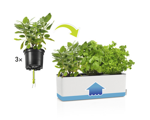 Jardinière d''herbes aromatiques avec basilic, persil et sauge en pot avec système d''irrigation