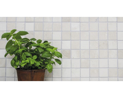 Basilikumpflanze in einem Topf vor einer gefliesten Wand