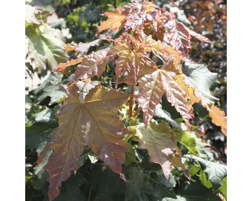 Érable plane boule FloraSelf Acer platanoides 'Globosum' H 125-150 cm Co 18 l