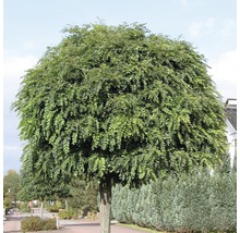 Kugelakazienbaum im Aussenbereich