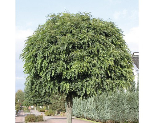 Kugelakazienbaum im Aussenbereich