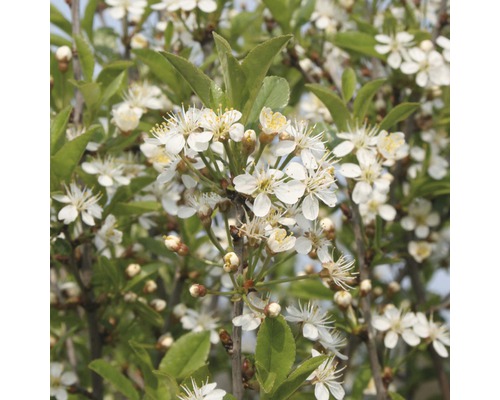 Prunus fruticosa, Prunus eminens demi-tige FloraSelf Prunus fruticosa 'Globosa' hauteur de tronc env. 125 cm hauteur totale env.150 cm Co 18 L