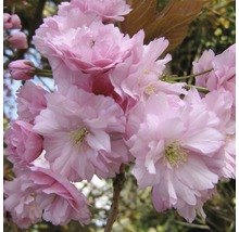 Japanische Blütenkirsche FloraSelf Prunus serrulata 'Kanzan' H 125-150 cm Co 18 L-thumb-0