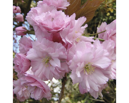 Cerisier du Japon FloraSelf Prunus serrulata 'Kanzan' H 125-150 cm Co 18 L