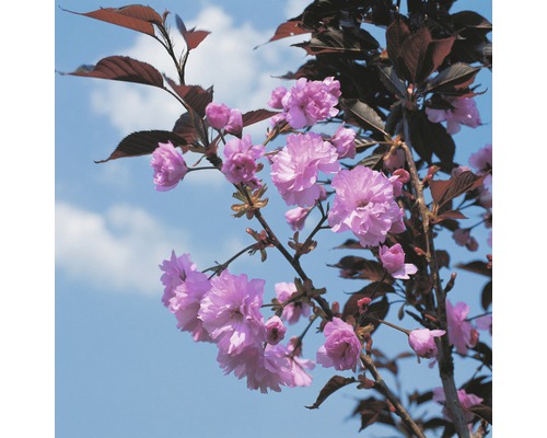 Japanische Nelkenkirsche FloraSelf Prunus serrulata 'Royal Burgundy' H 125-150 cm Co 18 L