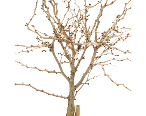 Zweig mit Knospen