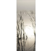 Roseaux dans l''eau