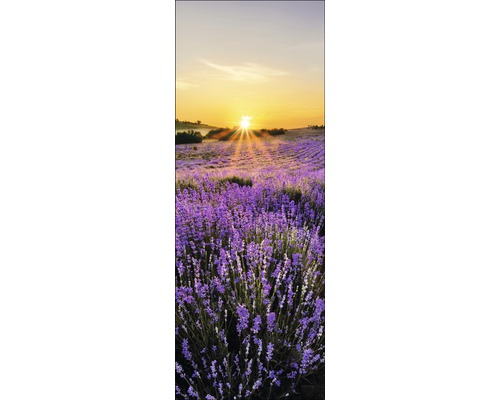 Champ de lavande au lever du soleil