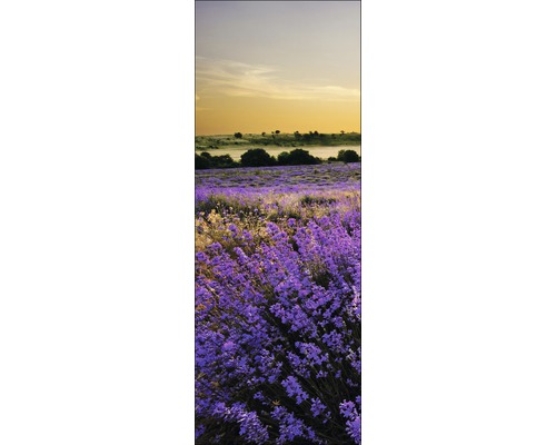 Paysage de champ de lavande au coucher du soleil