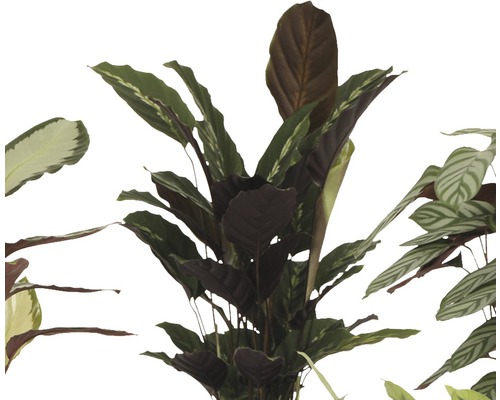 Verschiedene Korbmaranten Zimmerpflanzen