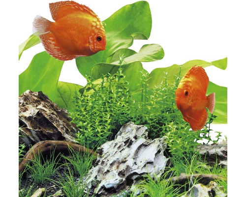 Aquarium mit Diskusfischen, Wasserpflanzen und Steinen