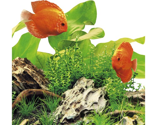 Aquarienszene mit zwei Diskusfischen, Pflanzen und Steinen