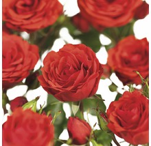 Nahaufnahme von roten Rosenblüten