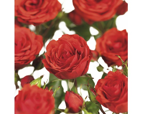 Rosier grimpant COURTYARD® FloraSelf Rosa Jive COURTYARD® h 100-120 cm Co 5 l Gros plan de fleurs de roses rouges