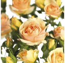 Nahaufnahme von Rosenblüten und Rosenknospen