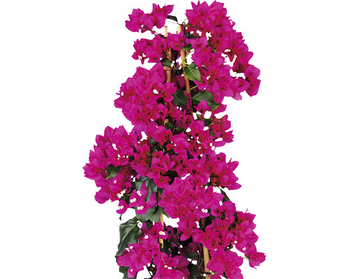 Bougainvillier sur support d''escalade
