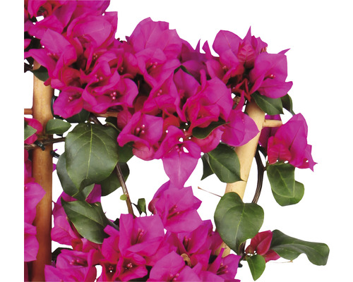 Bougainvillier sur cadre en bois avec fleurs et feuilles
