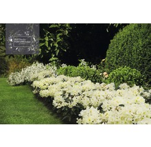 Easydendron Rhododendron Inkarho® 'Dufthecke Gelb' h 25-30 cm Co 5 l rhododendron pour sol calcaire-thumb-2