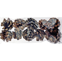 Pommes de pin dans un sac transparent pour la décoration