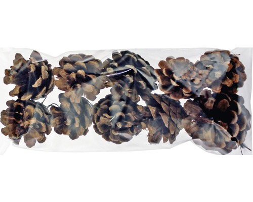 Pommes de pin dans un sac transparent pour la décoration