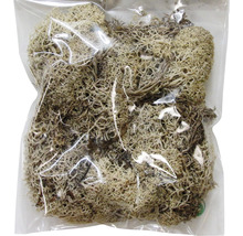 Rentierflechte im Kunststoffbeutel