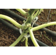 Pflanzenstängel mit Befestigungsclips im Garten