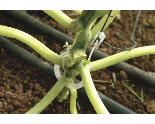 Pflanzenstängel mit Befestigungsclips im Garten