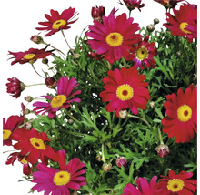 Margeritenbusch mit purpurroten Blüten und gelber Mitte