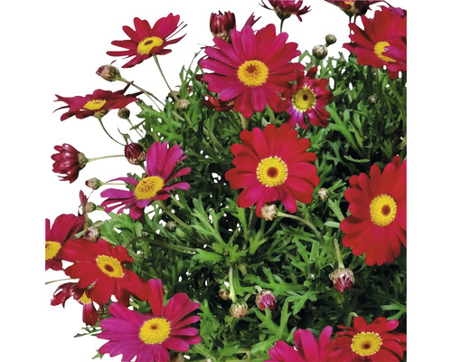 Margeritenbusch mit purpurroten Blüten und gelber Mitte