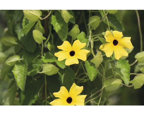 Suzanne-aux-yeux-noirs jaune, plante grimpante avec des feuilles vertes