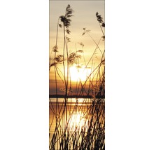 Roseaux au coucher du soleil