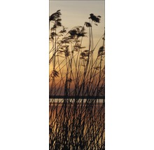 Roseaux au bord du lac au coucher du soleil