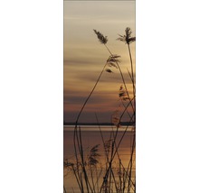 Roseaux au bord du lac au crépuscule