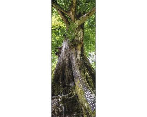 Großer Baum mit grünen Blättern und moosbedecktem Stamm