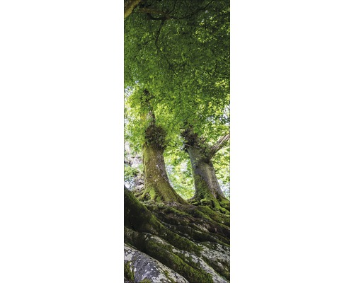 Ansicht von Bäumen mit Laub von unten