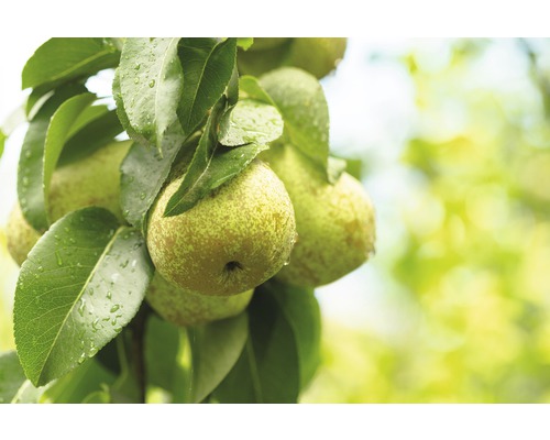 Poirier colonniee Bio FloraSelf bio Pyrus communis 'Condo' H 130-150 cm Co 7,5 L Poirier avec poires mûres et feuilles vertes