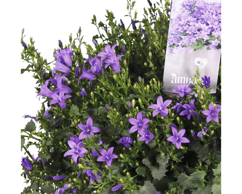 Touffe de campanules bleues en pot