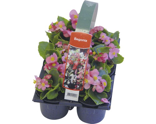 Ensemble de bégonias dans une plaque de culture