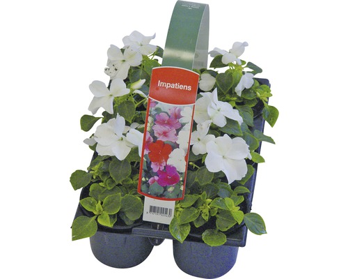 Impatiens en pot