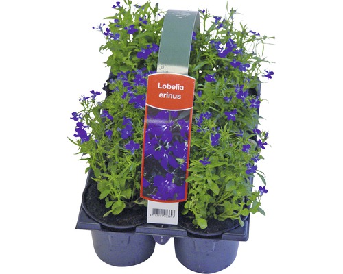 Plants de lobelia erinus dans un emballage en plastique